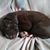 Nichole Rawls's profile image