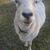 Tammie Belcher's profile image
