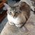 Sharon Hobbick Licht's profile image