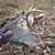 Jan Thibodeaux Meche's profile image
