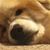Amy Nichols's profile image