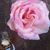 Antonia Simms's profile image