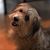 Chris Oz Staggs's profile image