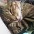 Renee Benson's profile image