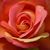 Gail Marie's profile image