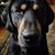 Whitney Roberts Satterfield's profile image