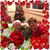 Diane Deaver-Kristensen's profile image