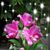 Lidia Ferreira Bastos's profile image