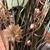 Elizabeth Sammons's profile image