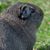 Cavia Porcell's profile image