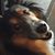 Annie Ross's profile image