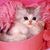 Suzette Bicker's profile image
