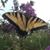 Diana Weese Gallagher Livengood's profile image