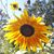 Odile Morrison's profile image