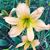 Holly Laffoon's profile image