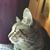 Shelia Williams's profile image