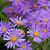 Angela Kelly Klaassen's profile image
