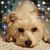 Vicki Lyon Graves's profile image