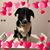 Tracey Savage Erwin's profile image