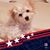 Debbie Fritzen's profile image