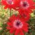 Alisa Merlo Huff's profile image