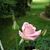 Frances Rogers's profile image