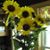 Rhonda Swanner McCullough's profile image