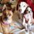 Paula Collier's profile image