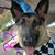 Buddy Dishman's profile image