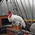 Cb Rooster's profile image