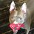 Nikki Engelman's profile image
