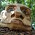 Meesell Cat's profile image