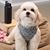 Allison Chen's profile image