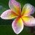 Stacy Klinger's profile image