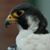 John Gentry's profile image