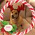 Lori Haar Krouse's profile image