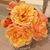 Donna Chase Stenoski's profile image