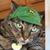 Kat Kimura Shafer's profile image