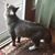 Linda Persico's profile image