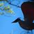Shelly Fluman Zupancic's profile image