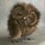 Kathy Wood's profile image