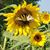 Susi Hannes Dawson's profile image