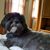 Pat Talarico's profile image
