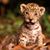 Carolyn Trefren Ross's profile image