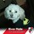 Raquel Lara's profile image