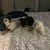 Lauree Hill's profile image