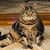 Richard J. Silverman's profile image