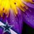 Dayla Sisson's profile image