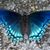Shelly Venturo Giammaria's profile image