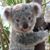 Deb Kauzlarich's profile image